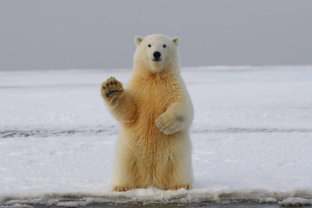 Bear Market Crypto... like a polar bear!