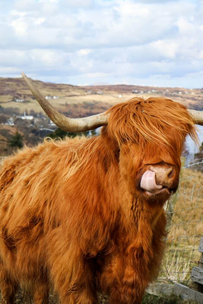 What is a Bull Market... other than a scottish cow?